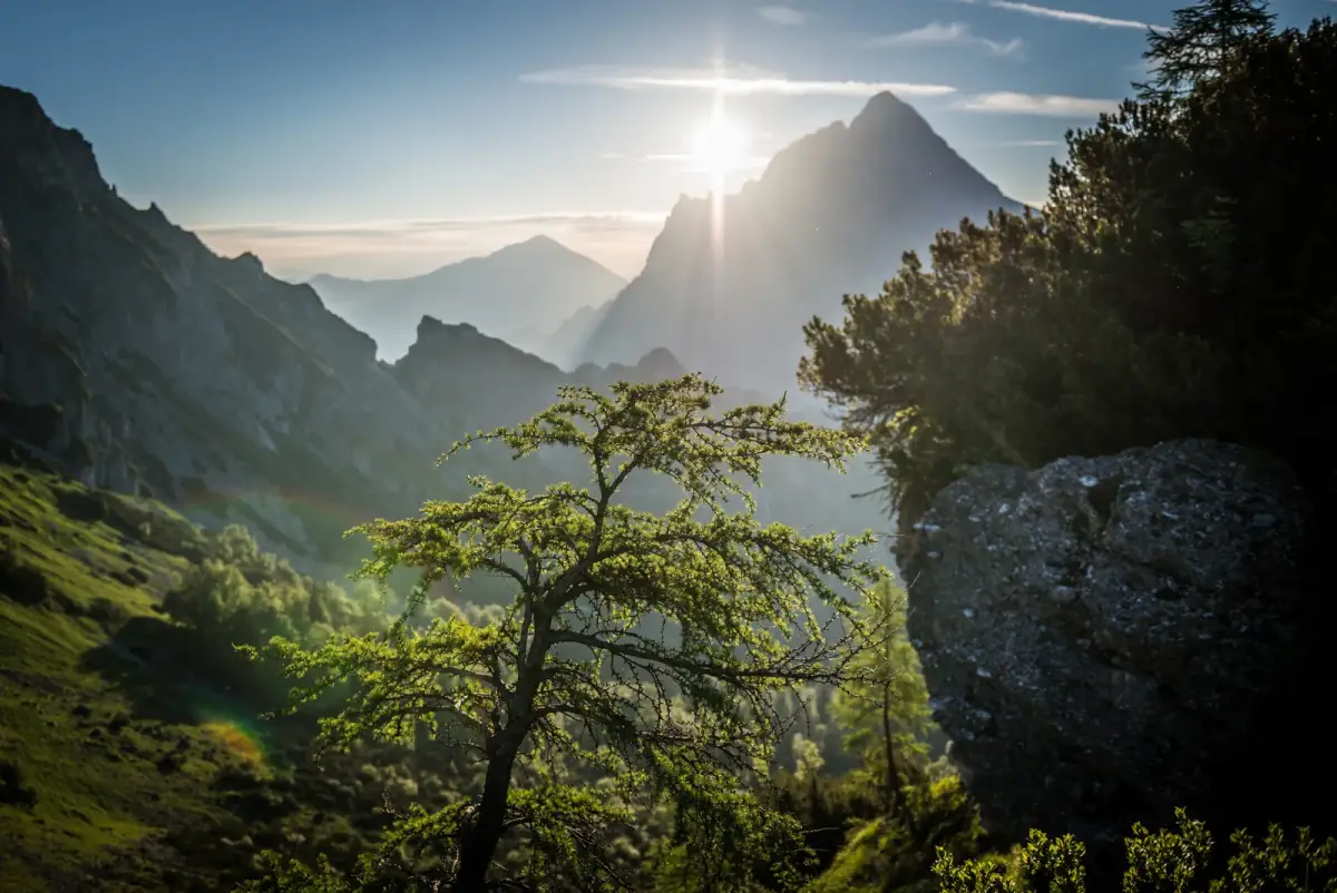 Junge Lärche vor sonnendurchflutetem Berggipfel