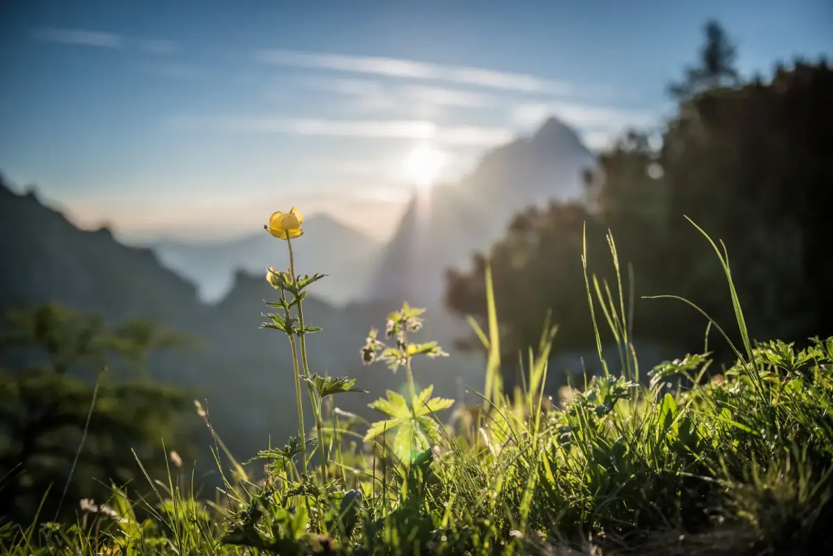 Trollblume auf einer Bergwiese im Gegenlicht